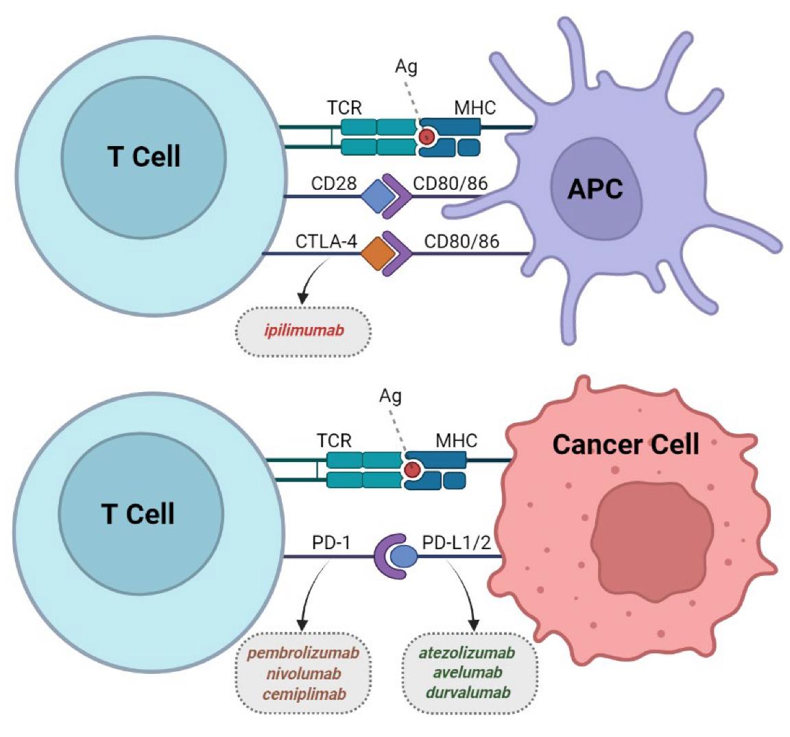 Fig.1 The main immune checkpoint inhibitor classes. 1