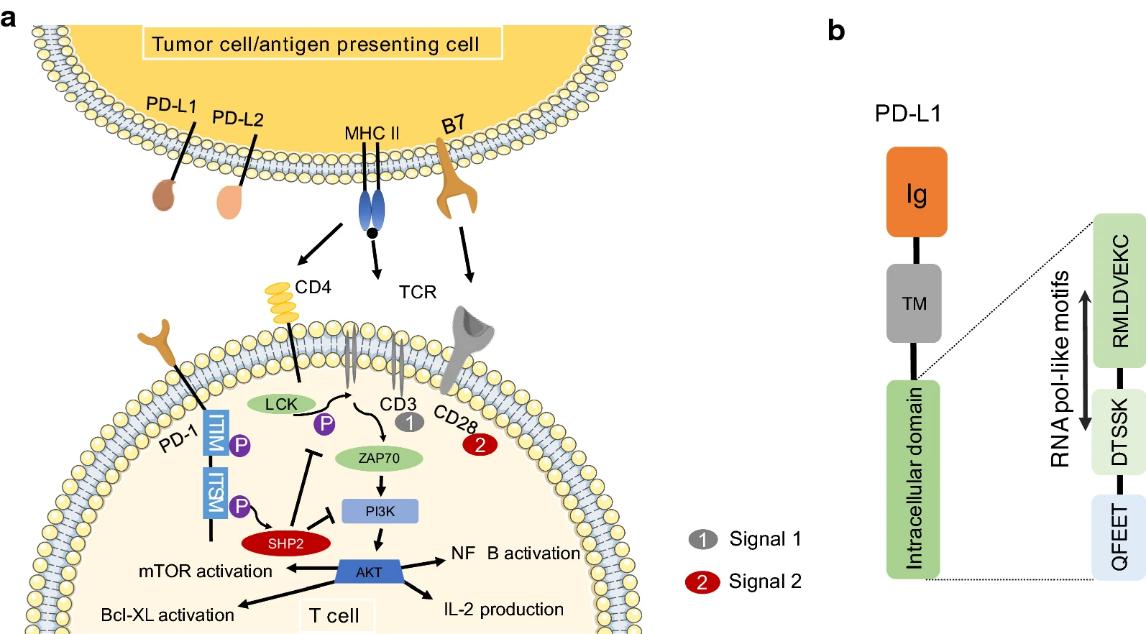 Fig.2 The signaling pathway of PD-1/PD-L1. 2