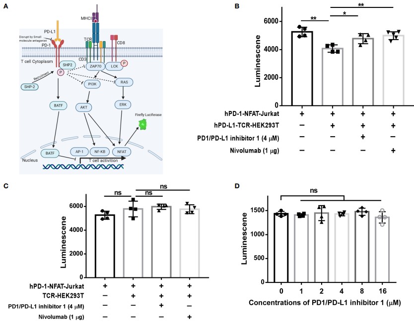 Fig.3 PDI-1 reverses inhibition of NFAT activity by PD-1/PD-L1. 3