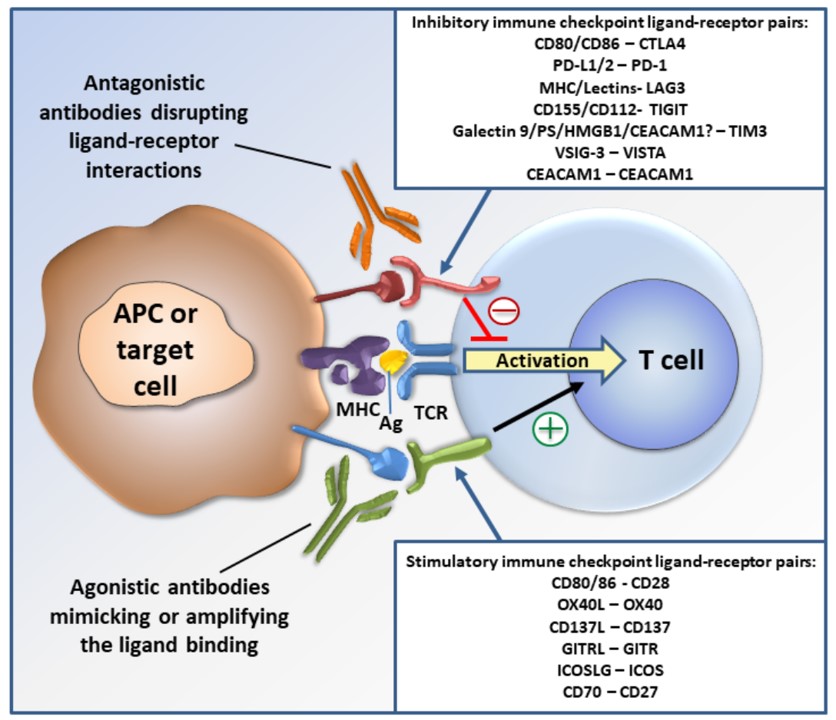 Fig. 1 Therapeutic monoclonal antibodies targeting immune checkpoints in cancer therapy. (Marhelava, et al., 2019)