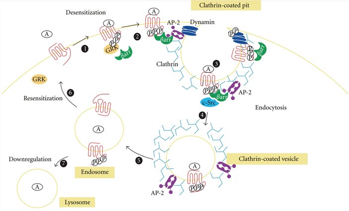 Fig.1 Internalization processes of G protein-coupled receptors. (Delom, et al., 2011)