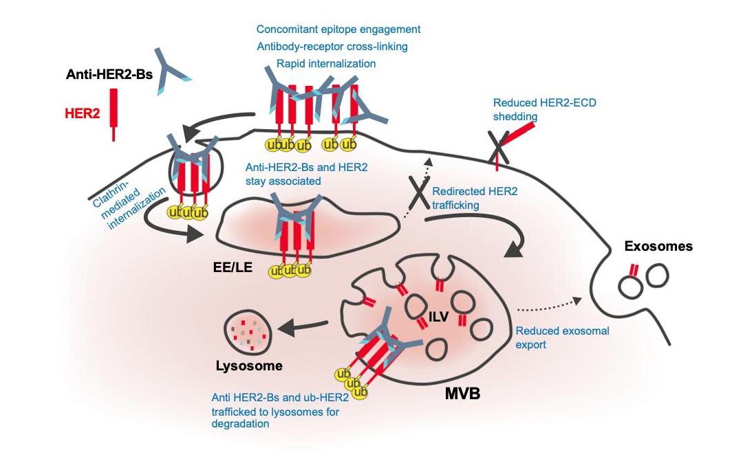 Anti-HER2 biparatopic antibody-induced fast internalization and redirected trafficking of HER2