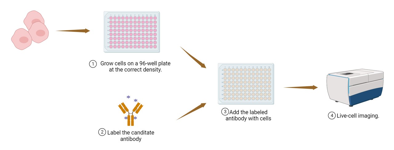 Fig.2 Our live-cell imaging-based internalization assay process. (Creative Biolabs Original)