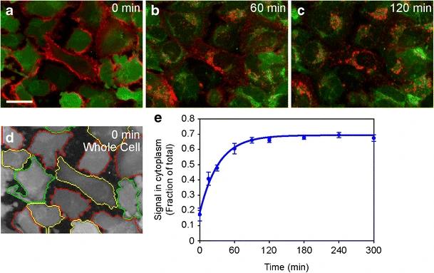 Antibody internalization in adherent cells