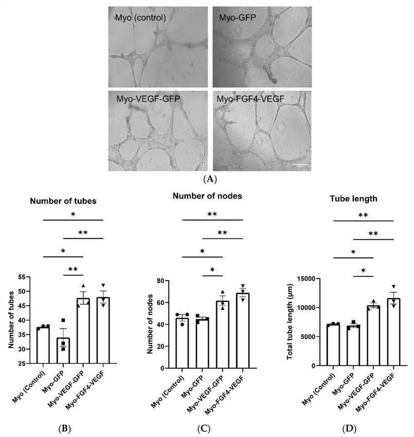 Conditioned media from stably transfected myoblasts stimulates endothelial cell tube formation. (OA Literature)
