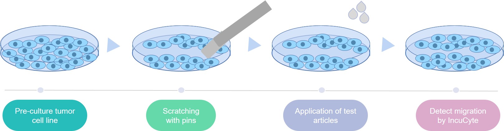 The scheme of the cell scratch assay process.