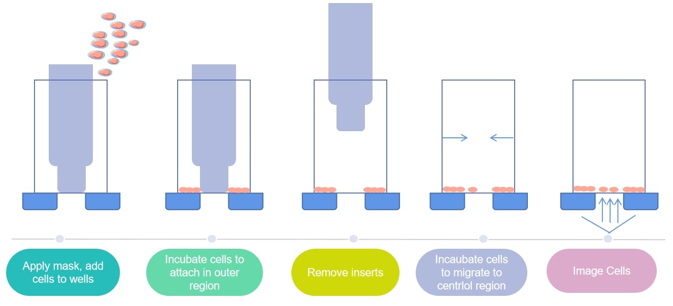 The scheme of the Oris Cell Migration Assay process.