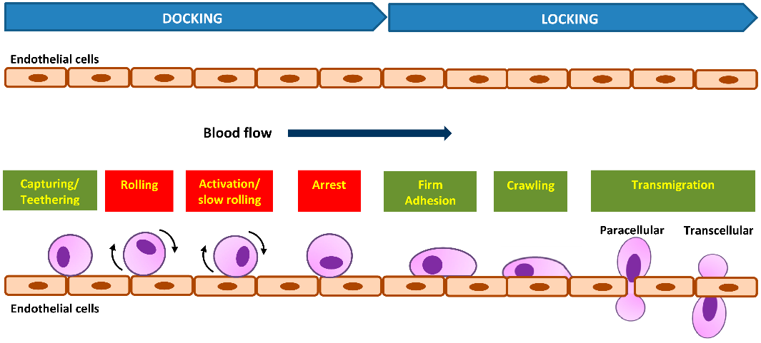 Dynamic cell adhesion cascade with docking and locking phases.