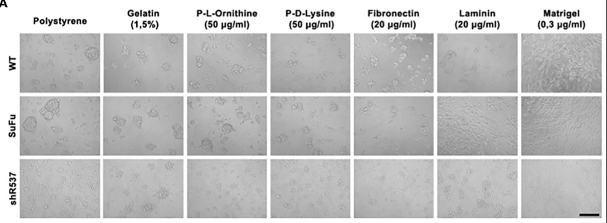 Cell adhesion assay in vitro. (OA Literature)