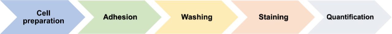 Fig.2 Flowchart of in vitro adhesion assay. (Creative Biolabs Original)