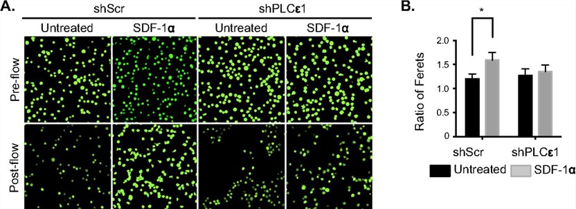 SDF-1α–induced morphological changes are dependent on PLCε1.