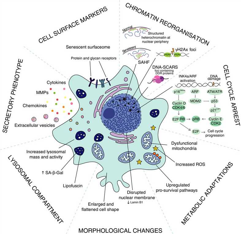 General hallmarks of cellular senescence. (OA Literature)