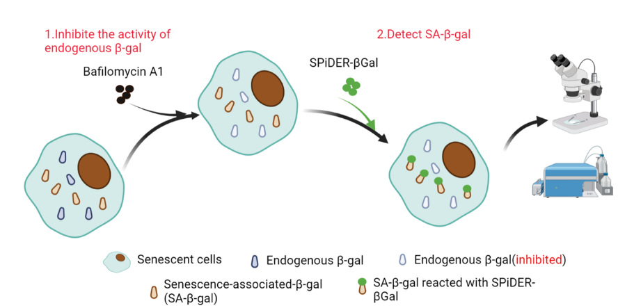 Process. (Creative Biolabs Original)