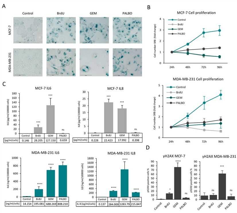 Breast cell line senescence induction. (OA Literature)