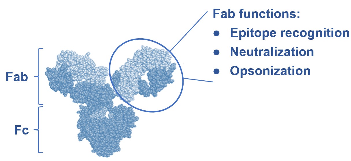 Fig.1 Fab’s structure and functions. (Creative Biolabs Original)