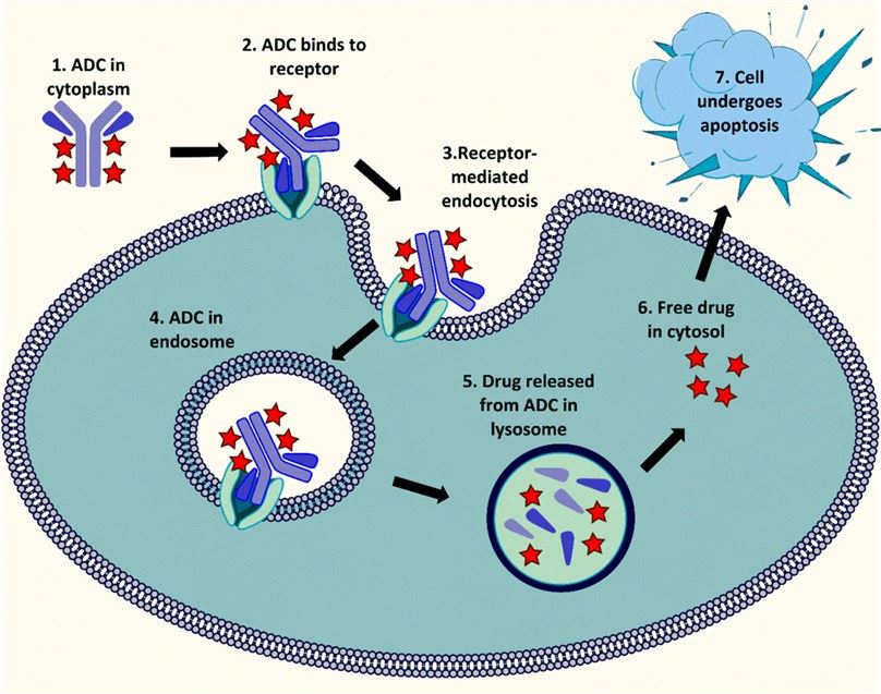 Fig.1 General mechanism of action of ADCs.