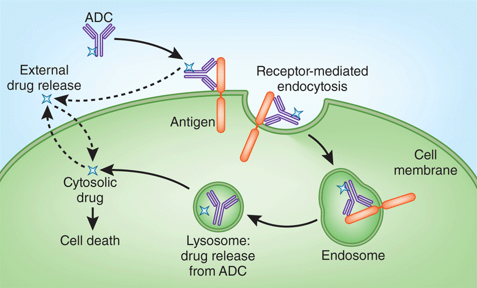 Mechanisms of drug delivery mediated by ADCs