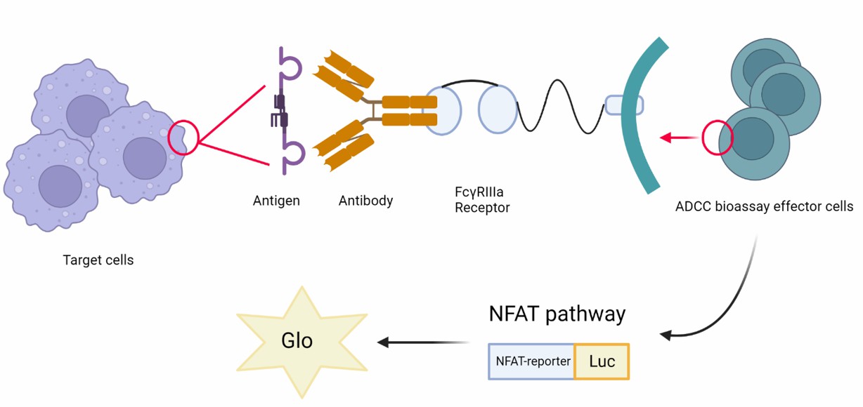 Fig. 1 ADCC reporter bioassay. (Creative Biolabs Original)