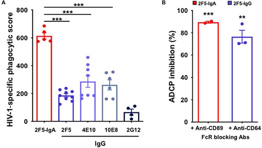 Anti-gp41 2F5-IgA and gp41-specific IgG induce ADCP of P1-coated beads in a FcαRI- and FcαRI-dependent manner. (OA Literature)