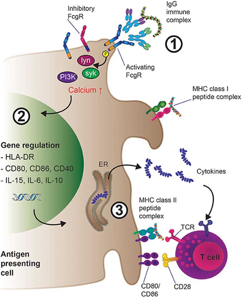Mechanisms of enhanced antigen presentation and T cell activation downstream of IgG-IG binding to low-affinity FcγRs on APCs. (OA Literature)