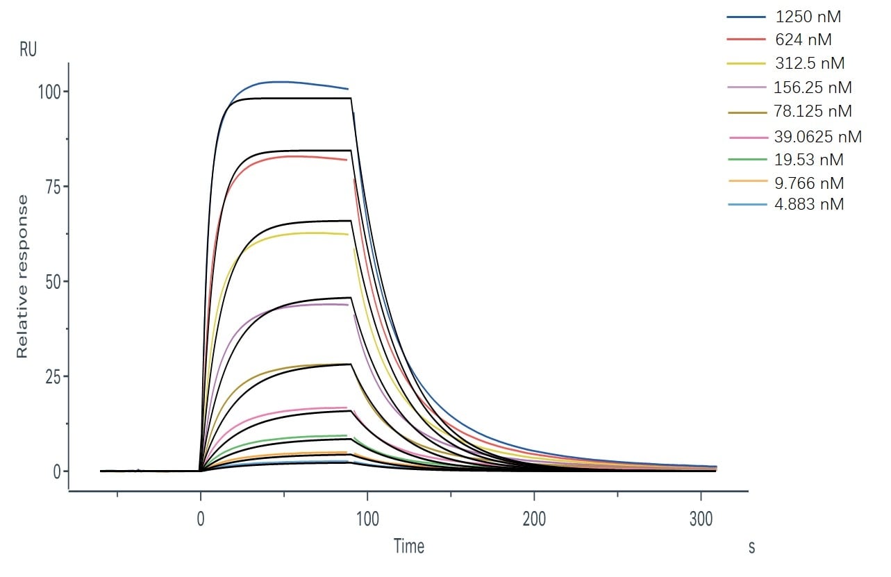 Binding and fitting curves between sample-1 with FcγRIIIa/CD16a (F176) at different concentrations.