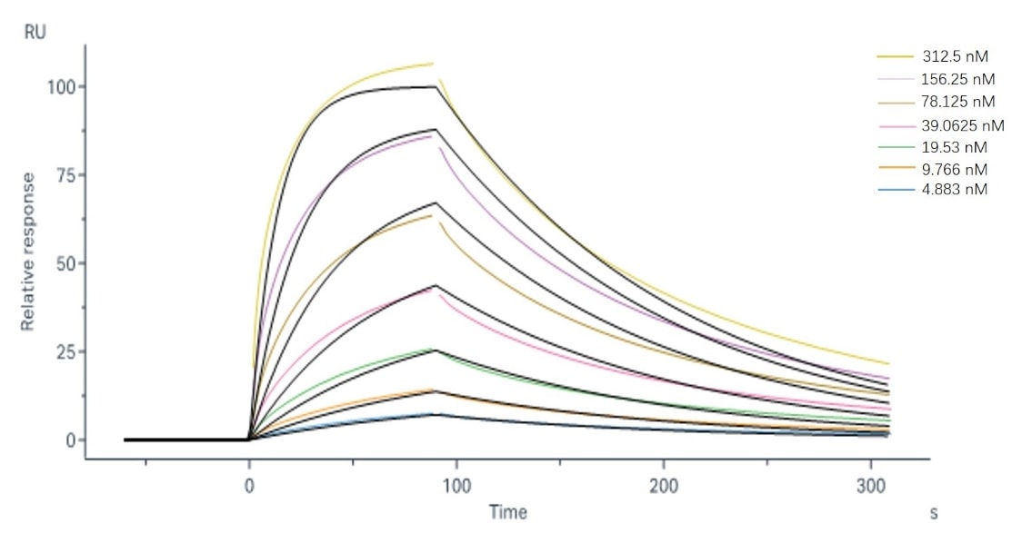 Binding and fitting curves between sample-1 with FcγRIIIa/CD16a (V176) at different concentrations.