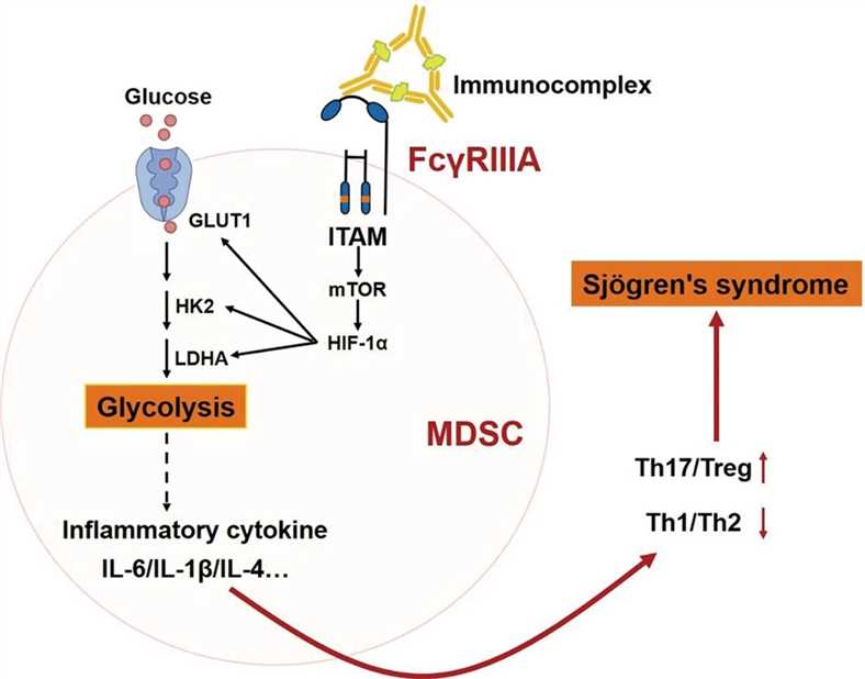 Schematic representation of FcγRIIIA activation inducing MDSCs to alter CD4+ T cell subsets by enhancing glycolysis in Sjögren syndrome. (OA Literature)