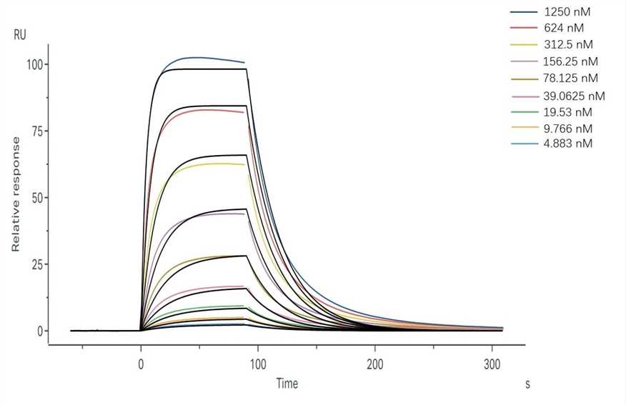 Binding and fitting curves for sample-1 with FcγRIIIa/CD16a (F176). (Creative Biolabs Original)