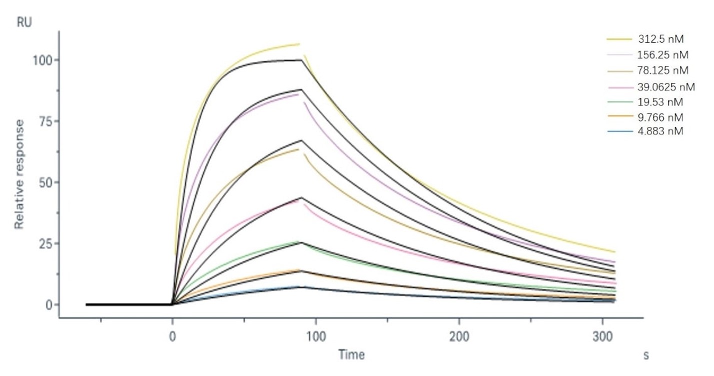 Binding and fitting curves for sample-1 with FcγRIIIa/CD16a (V176). (Creative Biolabs Original)
