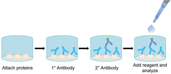 Fig. 1 Diagram of enzyme-linked immunosorbent assay (ELISA). (Gates, Naveen & Leigh, 2017)