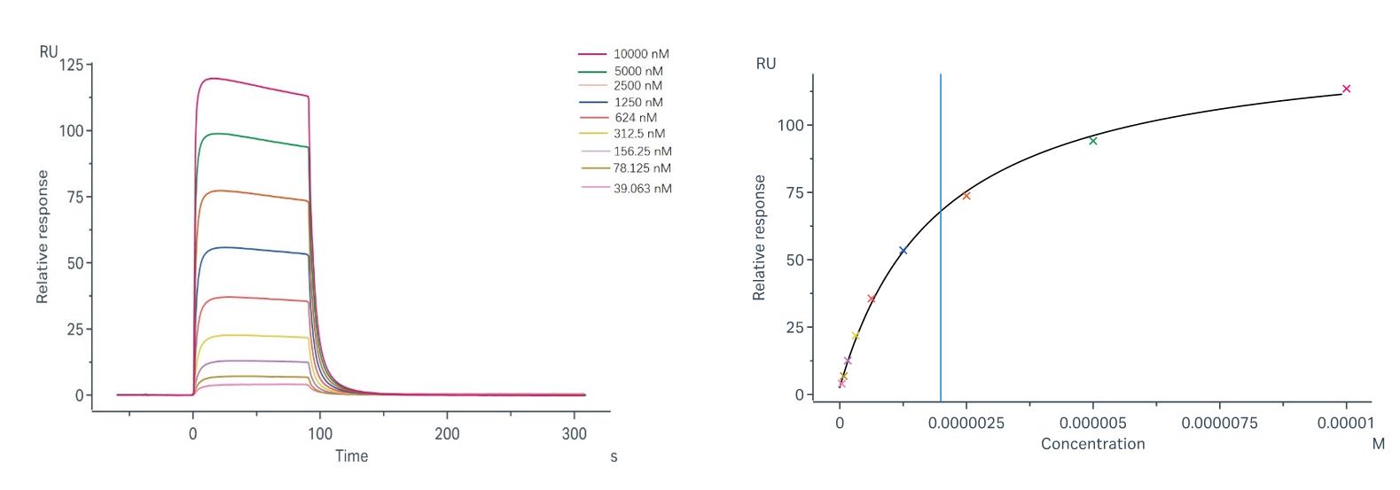 Binding and fitting curves between sample-1 with FcγRIIIb/CD16b (NA1) at different concentrations.
