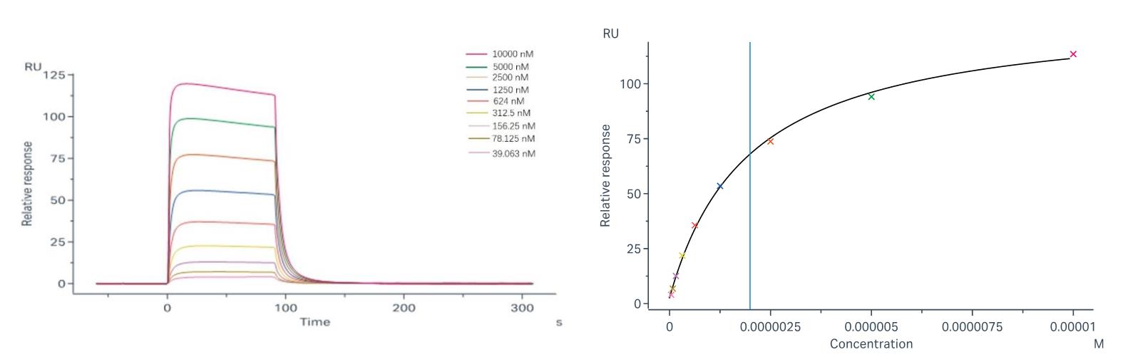 Binding and fitting curves between sample-1 with FcγRIIIb/CD16b (NA2) at different concentrations.