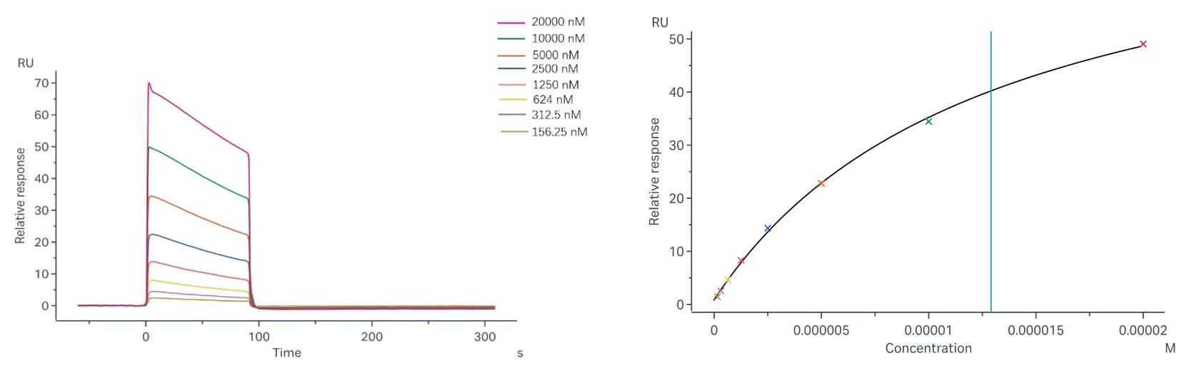 Binding and fitting curves between sample-1 with FcγRIIa/CD32a (R167) at different concentrations.