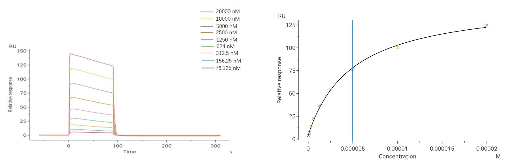 Binding and fitting curves between sample-1 with FcγRIIa/CD32a (H167) at different concentrations.
