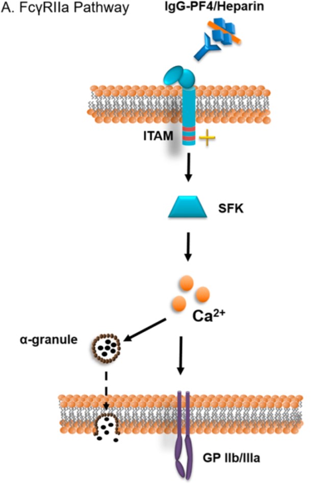 FcγRIIa receptor pathway. (OA Literature)