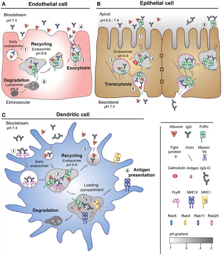 FcRn-mediated transport pathways. (OA Literature)