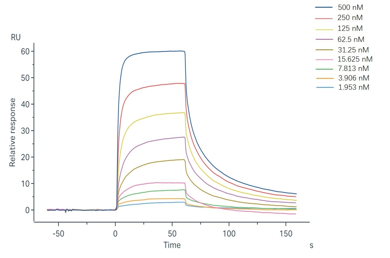 Binding and fitting curves between sample-1 with FcRn at different concentrations.