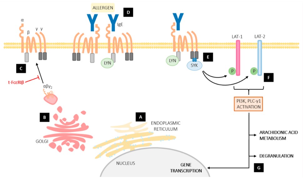 Fig. 1 FcεRIβ functions in mast cell signaling pathways. (Arthur & Glenn, 2022)