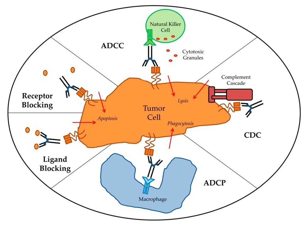 Fig. 1 The effector mechanisms of antibodies. (Zahavi, et al., 2020)
