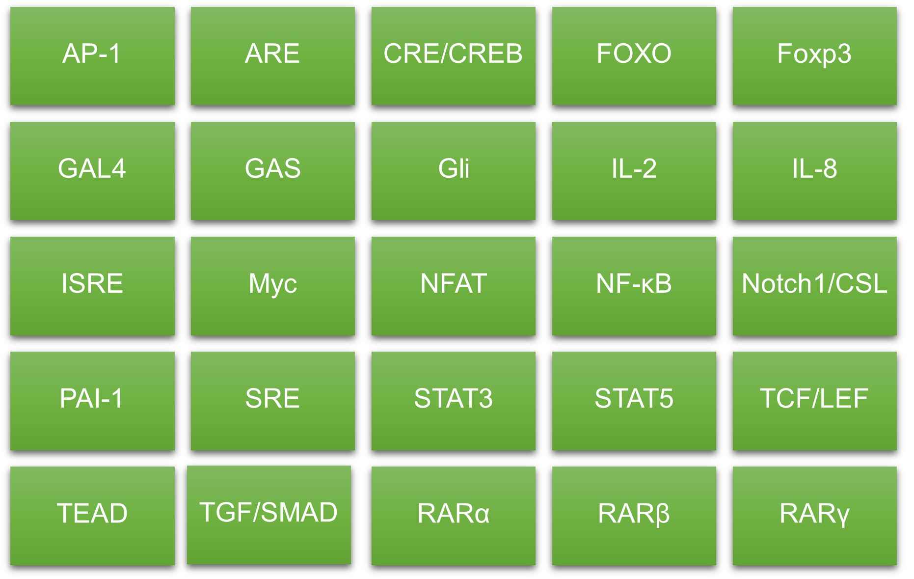 Fig. 3 Promoter system. (Creative Biolabs Original)