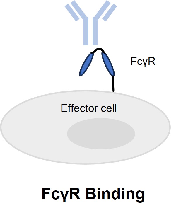 Fig. 5 FcγR binding assay. (Creative Biolabs Original)