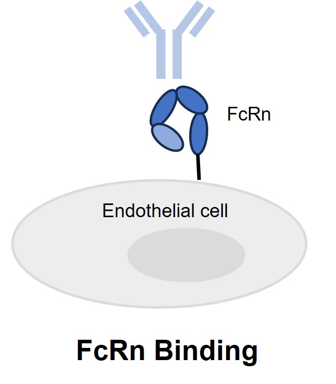 Fig. 6 FcRn binding assay. (Creative Biolabs Original)
