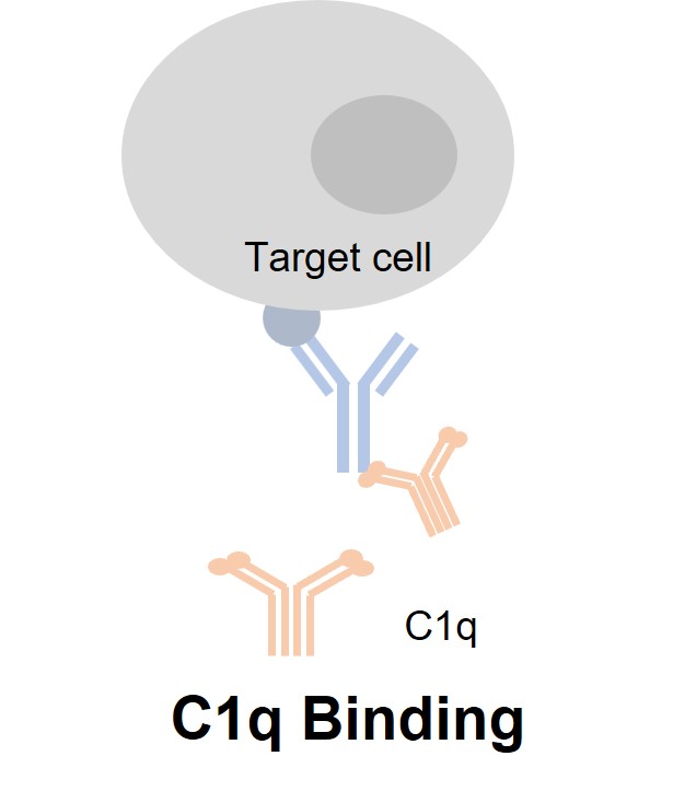 Fig. 7 C1q binding assay. (Creative Biolabs Original)