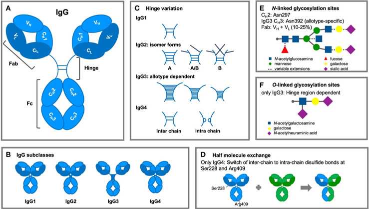 Structural modifications of IgG antibodies. (OA Literature)