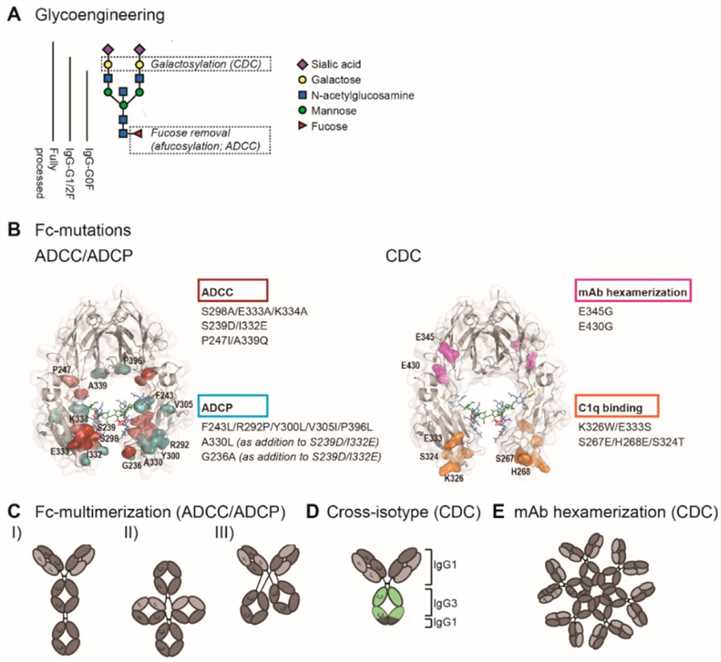 Fc engineering strategies to enhance Fc-effector functions. (OA Literature)