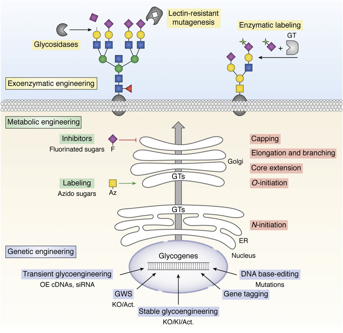 Fig.1 Overview of glycoengineering strategies.
