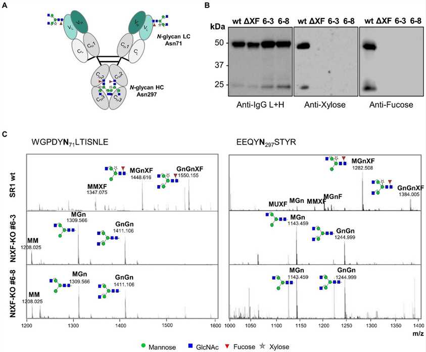 Analysis of N-glycosylation of purified VRC01 from transgenic NtFX-KO lines. (OA Literature)