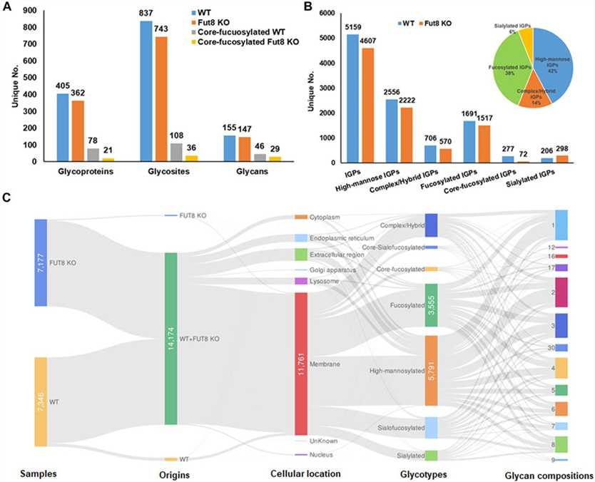 Identification and distribution of glycoproteins in wild-type (WT) and FUT8 Knock-out (KO) target cells. (OA Literature)