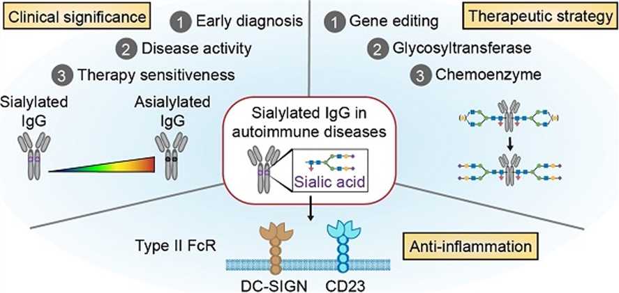Sialylated IgG in autoimmune diseases. (OA Literature)