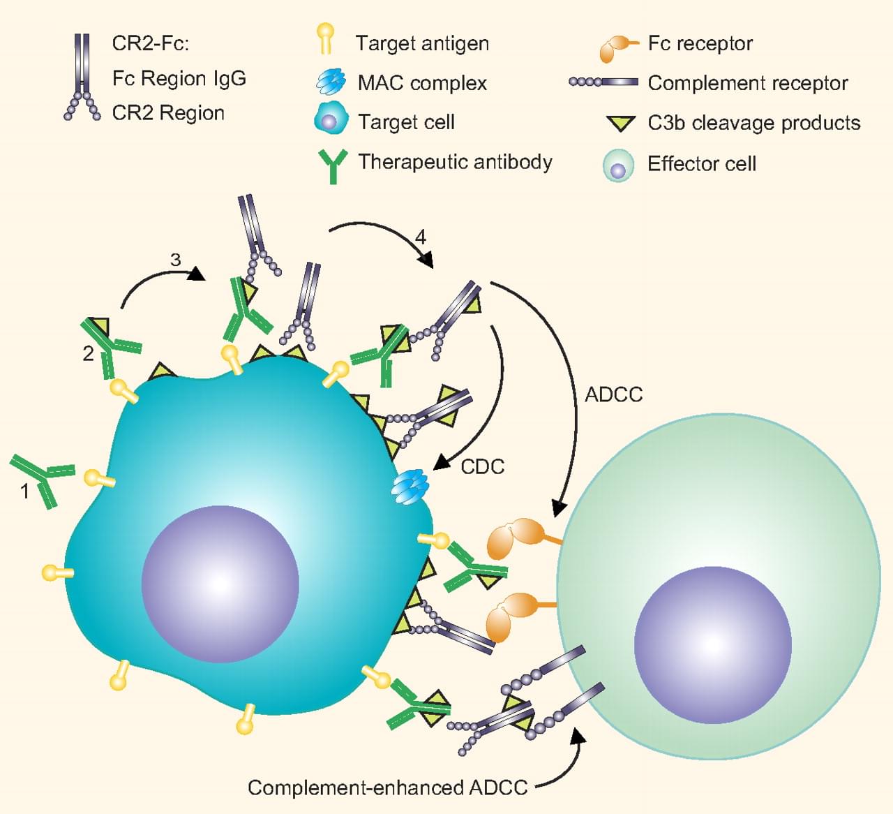 Mechanism of Complement-dependent Cytotoxicity